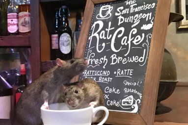 Rat Cafe